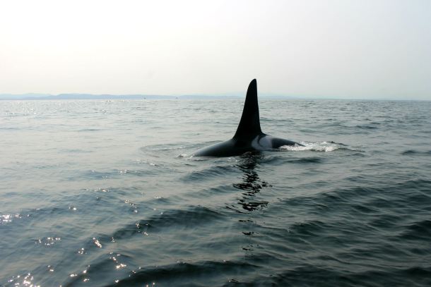 Orca watching in Canada!