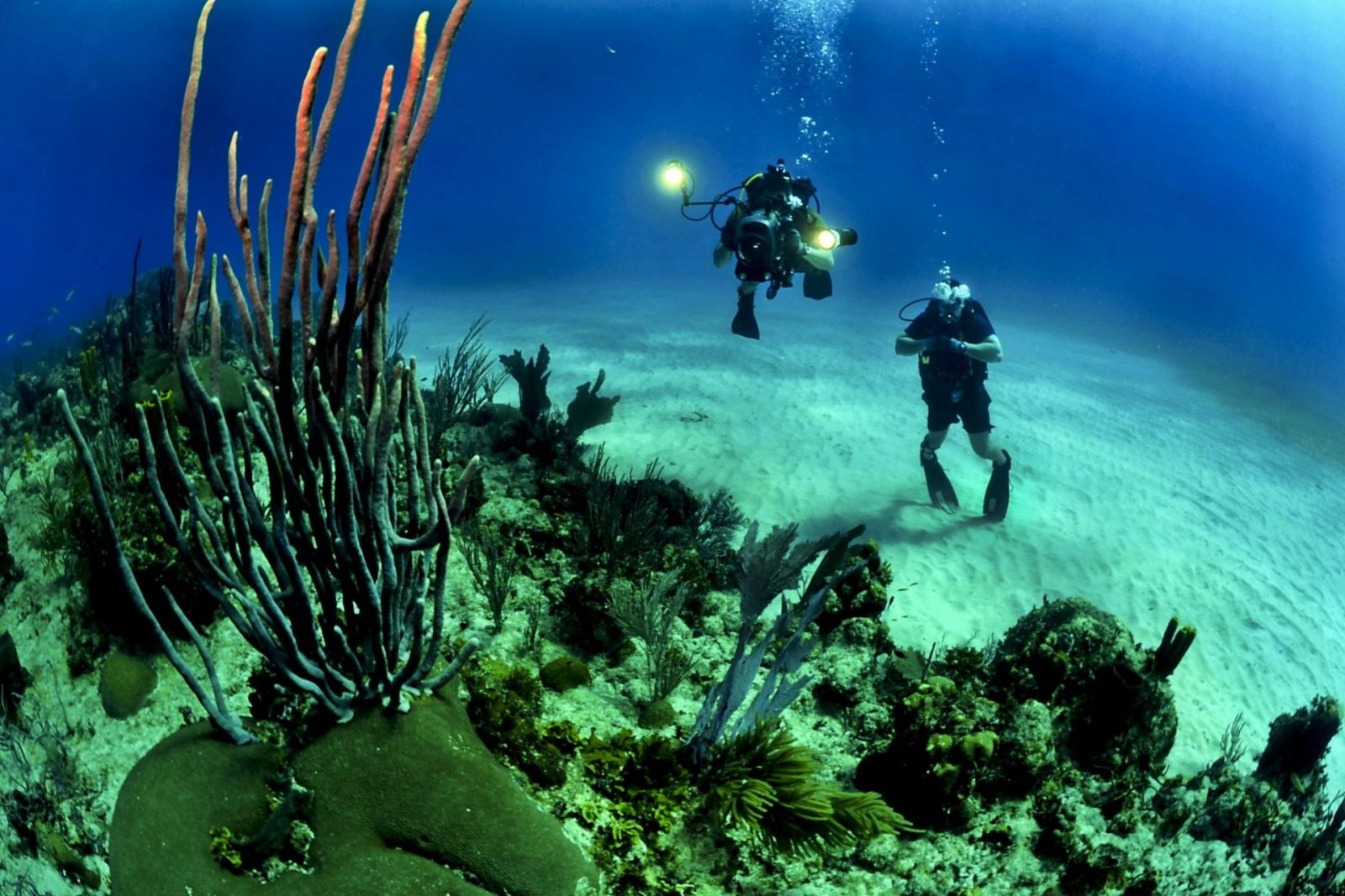 corals-divers-diving