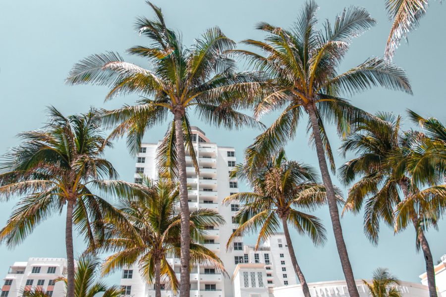 low-angle photography of high rise buildings behind coconut trees